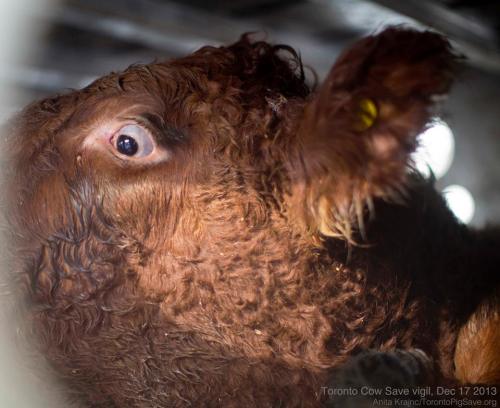 torontocowsave: TCS Vigil December 17th They feel fear. They suffer. They fight to live. Vegan Start
