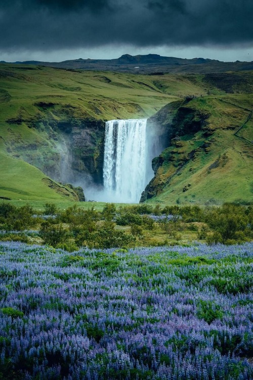 j-k-i-ng:  “Lupine Season 🌿” by | Steffen FossbakkSkógafoss, Skógar, Iceland