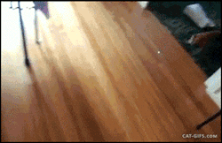 catsdogsgifs:http://catsdogsgifs.tumblr.com/