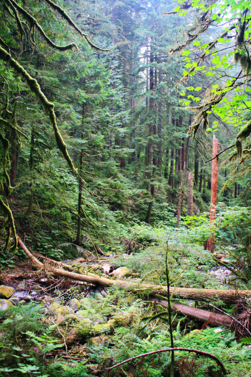 bright-witch: Oregon old growth forest, photography by me. Please do not remove credit!