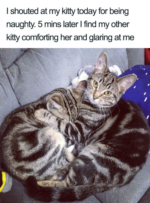 nightfall-in-winter: rubyrosettared: awesome-picz: Wholesome Cat Posts That Will Hopefully Make Y