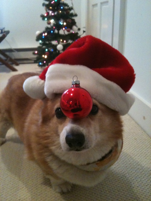 thingsonhazelshead:  Holiday shopping? Keep your eye on the ball, or better still, both eyes… 