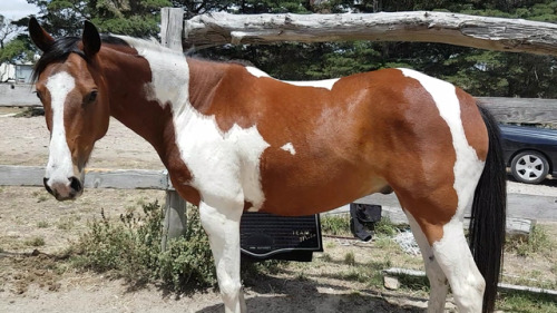 theanxiousracehorse:Naughty noodle was not impressed with the whole doing work for humans thing toda