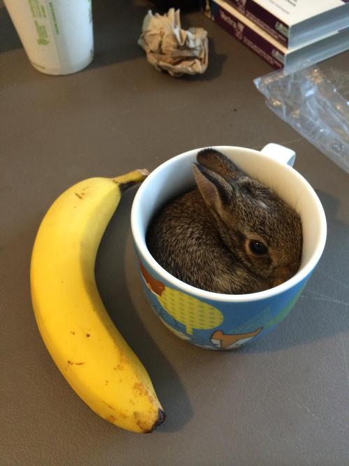 awwww-cute:  Banana. Bunny in a cup for scale. That is all   I think you made your tea wrong.