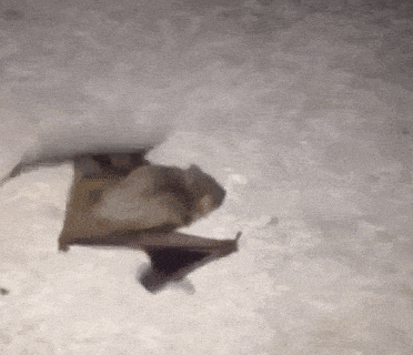 a gif of a bat crawling to the right.