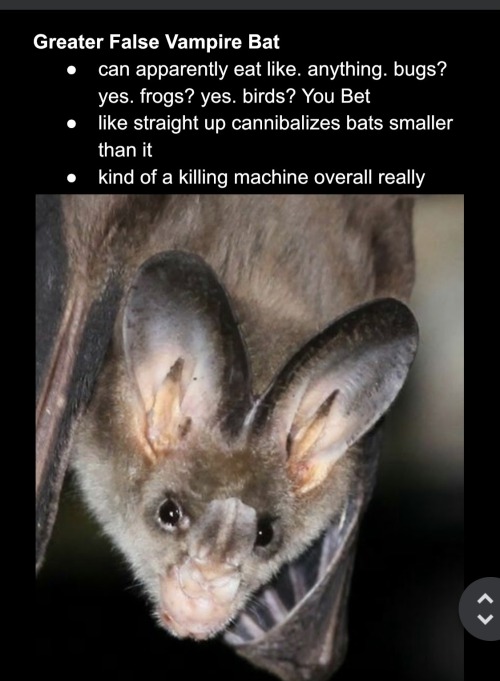 cryptcatz:found an old google doc i made of my favorite bat species. you should suggest