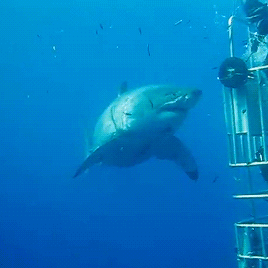 gentlesharks:  harleyismyhero: gentlesharks: Deep Blue is a 20 ft long Great White.
