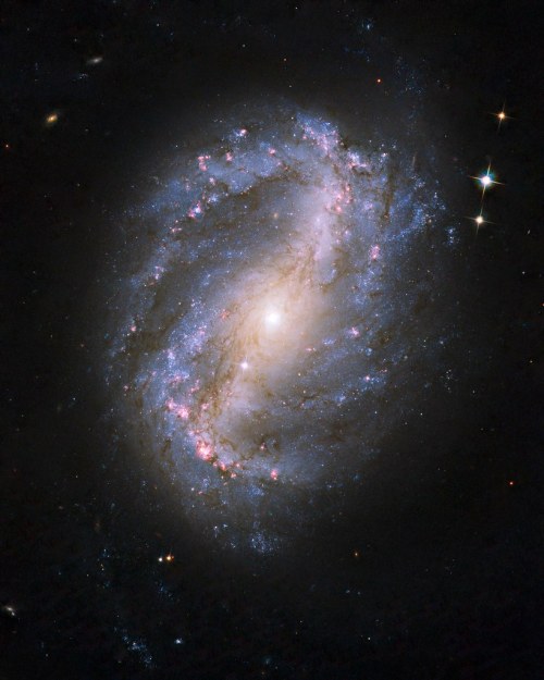 space-pics:Barred Spiral Galaxy NGC 6217 by NASA Hubble