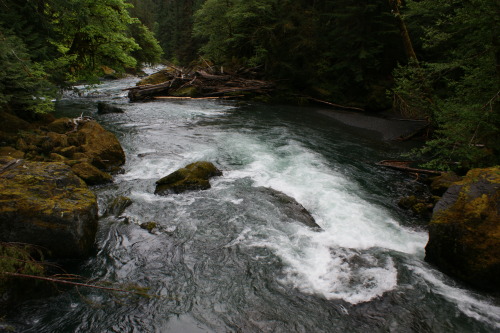 frommylimitedtravels:A few of the upper rapids at Staircase - Olympic National Park