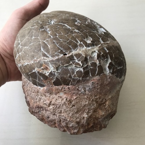 Hadrosaur Egg (Dendroolithus sp.) (Late Cretaceous, Kaoguo Formation, Xixia Basin, Henan China)