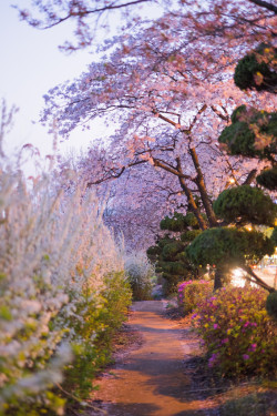 fuckyeahjapanandkorea:  Spring 2015 in South Korea by kila.adame@ymail.com