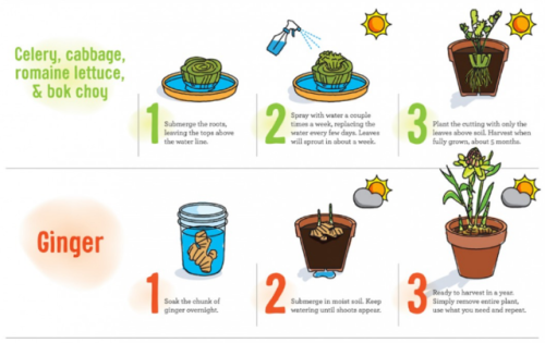 Food - That Can Regrow Using your Kitchen WasteLet’s face it, eating well is expensive…