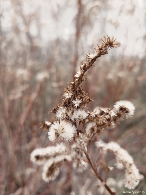 photography of nature