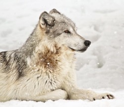 beautiful-wildlife: Enjoying The Winter Snow by Athena