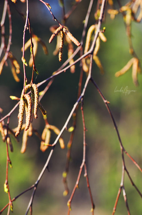 catkins