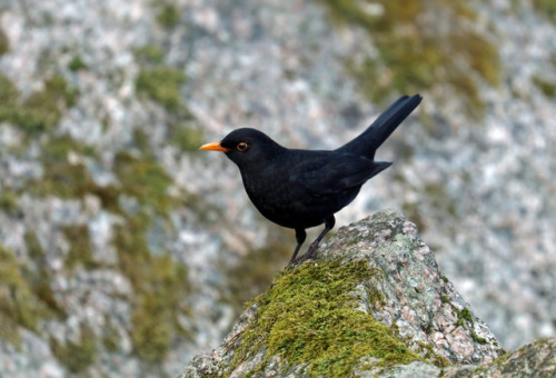 michaelnordeman:Blackbird/koltrast.