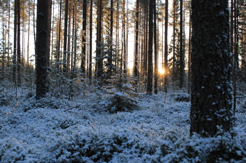 oneleggedflamingo:22.11-21 (setting tests.)Photographing sunrises in a forest is tricky. - Vive