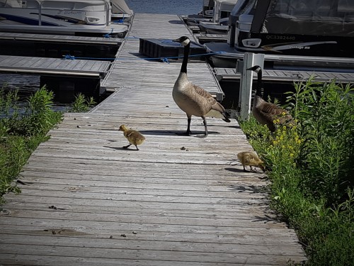 #CanadianGeese