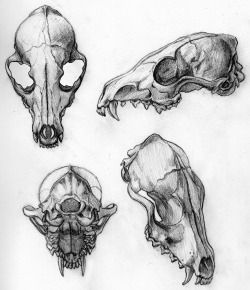 sherritaray:  Fox skullz 
