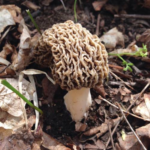 #morel #mushroom #Morchella #freefoodinthewoods #ohio #OH (updated 4/26) april 26-may 2 chicago, mi