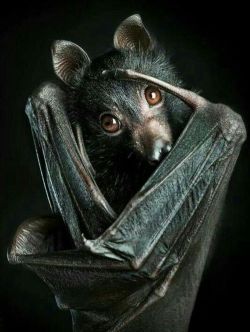 Spookyloop:    “This Orphaned Black Flying Fox, Called Luka, Was Rescued By The