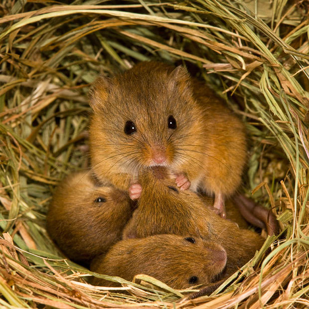  this is a harvest mouse appreciation post 