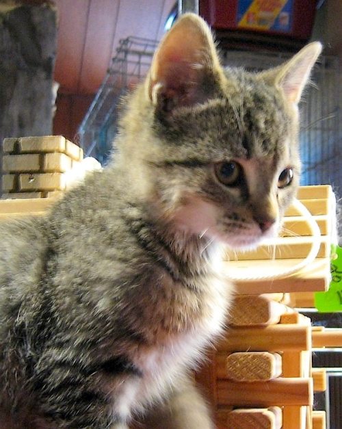 ohnopicturesofanothercat: Got this little fuzzball 8 years ago today. He’s been in charge ever