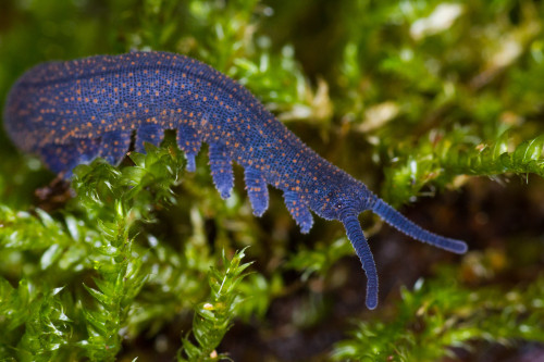 onenicebugperday: Velvert worm, New Zealand peripatus, Peripatoides novaezealandiae Velvet wor