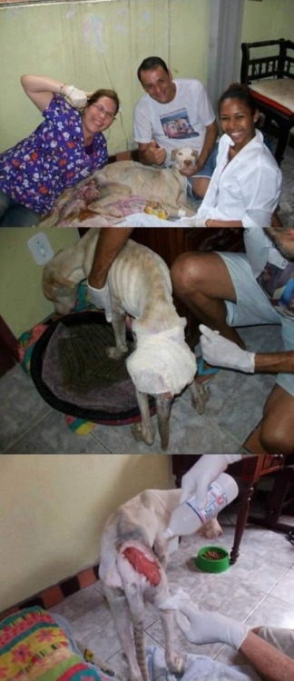 rosettakat:  thatgirlcanlift:  wreckedxteen:  canna-bish:  Thank you so fucking much.  im in teaaars  I will never not reblog this because this guy right here is the best example you could ever have for how to care for an animal in need.  Props to this