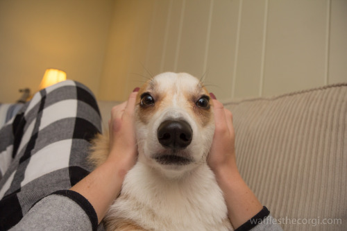 wafflesthecorgi:The Faces of Waffles The Corgi:ChipmunkBeaglePirateHappy YawnLambSquishy FaceRabbitL