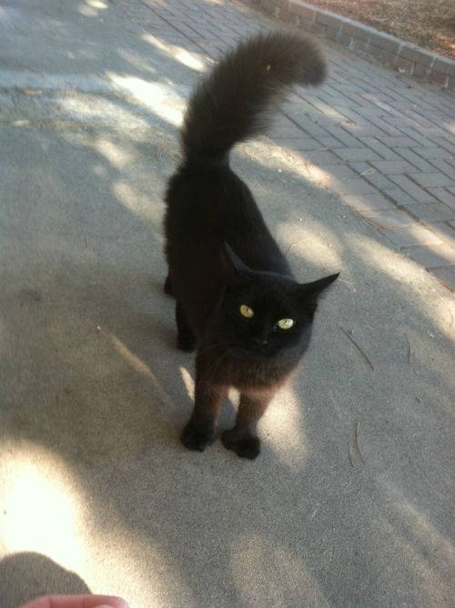 stevensboringblog2:  awwww-cute:  Her name is Blessing and she lives at my church. She has 6 toes on each paw but she’s still cute (Source: http://ift.tt/1Mi4Hin)  dashingicecream