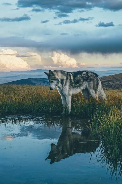 lsleofskye:Buffalo Peaks Wilderness