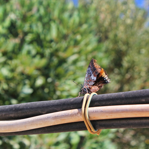 Resting. Ausruhen.Butterfly resting on a string of wires, Rhodes 2012.