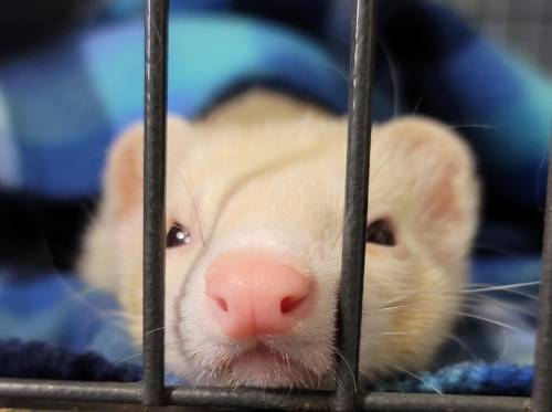 Dat nose though : ferrets