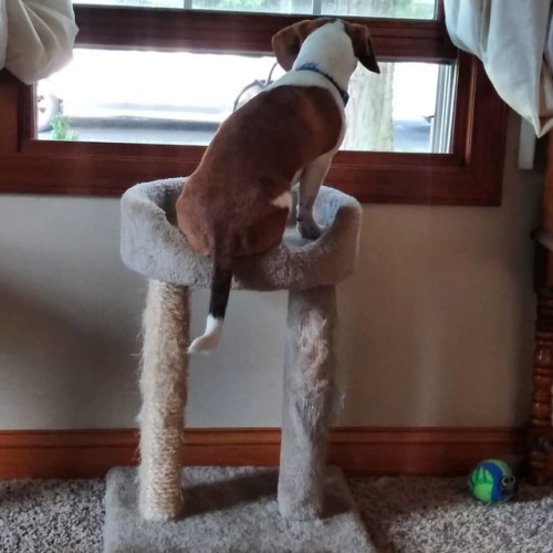 Run Roh! Looks like Odie discovered the advantages of window watching on Blue’s kitty perch! .