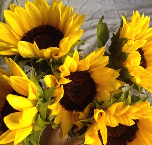 healingsuggestions:Yellow sunflowers and kittens, two of my favorite things