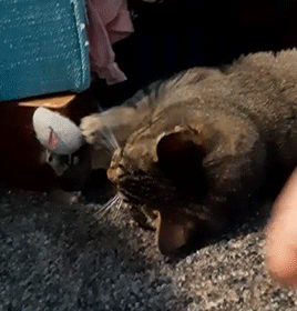 🎊✨🥳🎉🙌POV: Finally Able To Pet A Feral Cat🙌🎉🥳✨🎊