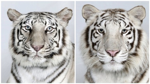 vmagazine:  Dr Bhagavan Antle of The Institute of Greatly Endangered and Rare Species (T.I.G.E.R.S), photographs 4 varieties of Bengal tigers 