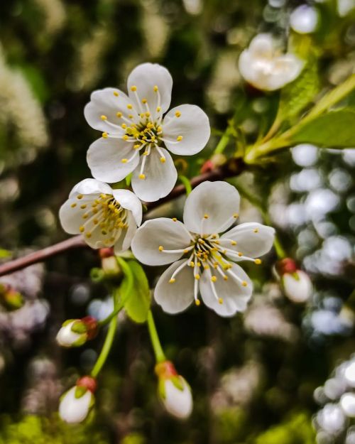 На дворе 31 мая, а вишня всё ещё активно цветёт #beautiful #flowers #trees #green #blooming #spring 