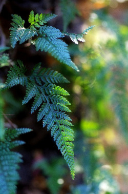 eyesfornature:  breathing of the plant 143 by sonic0500 