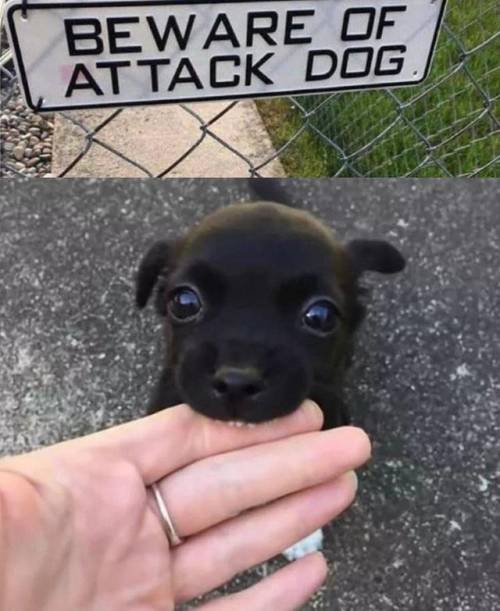 babyanimalgifs:Attack dog ❤️ (via)