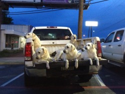 corgisandboobs:  the-stig:  GUYS. I DOVE ACROSS THREE LANES OF TRAFFIC BUT IT WAS SO WORTH IT. SEVEN DOGS IN THE BACK OF A PICKUP TRUCK. THAT’S WHAT THIS IS. YOU CAN’T SEE ONE OF THEM BUT HE’S THERE ON THE LEFT BEHIND THE GUY WITH HIS HEAD RESTING