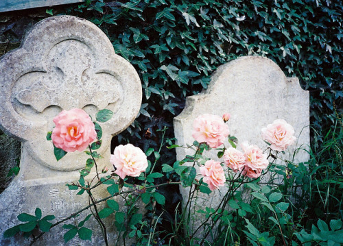 n0rthwind:  Charmouth Churchyard Roses by long may she rain ☂ on Flickr. 