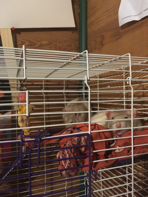 THEIR NAMES ARE FIEVEL AND TIGER (apparently after American Tail, which I haven’t seen since I was a