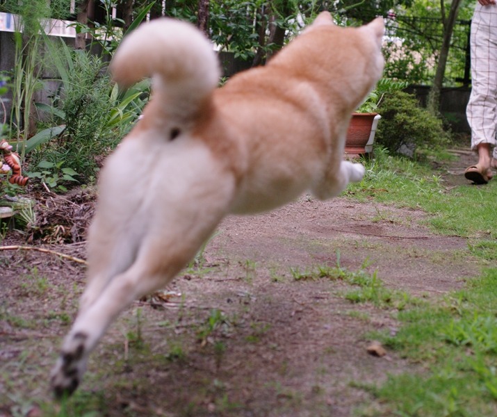 SHEEBS