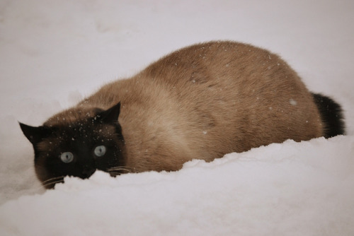 teapotsahoy: It’s a beautiful cat, but it’s the look of baffled outrage that makes it f