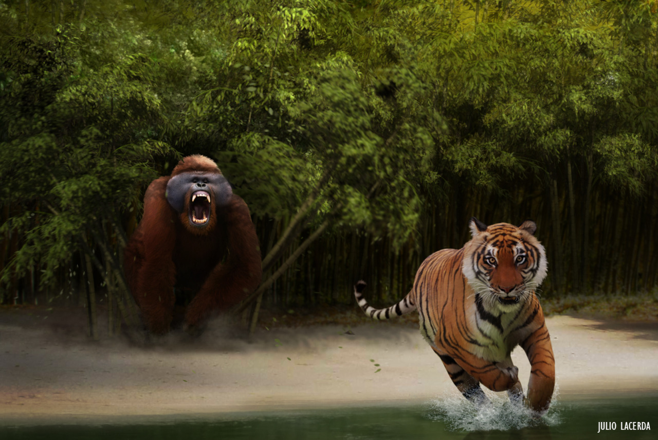 paleoart:  Gigantopithecus versus tiger A male Gigantopithecus charges out of the