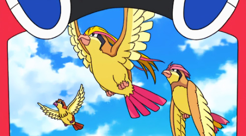 pidgeoto