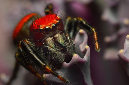 Phidippus Cardinalis - Adult Male Cardinal jumper, one of two red velvet ant mimics in the Salticida