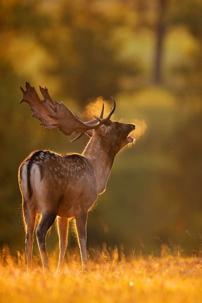 senerii:  dawn (by Mark Bridger)
